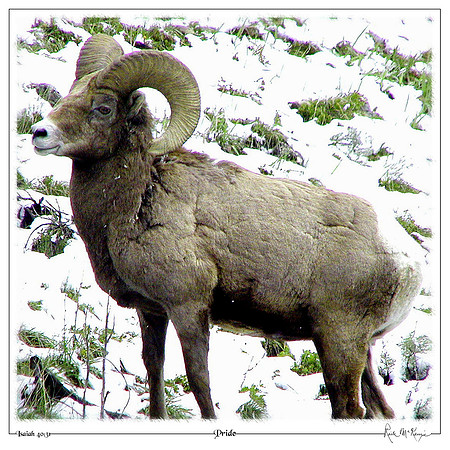 Pride-Bighorn Sheep-Big Sky, MT
