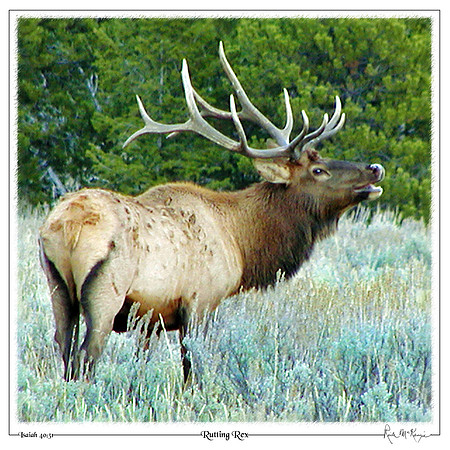 Rutting Rex-Bull Elk-Grand Teton Natl Pk, WY