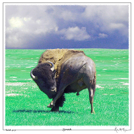 Scratch-Bull Bison-Badlands Natl Pk, SD