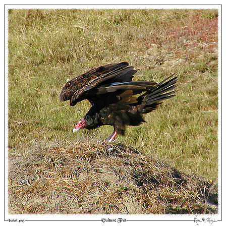 Vulture Trot-San Simeon, CA