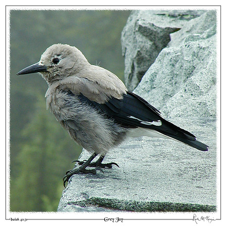 Grey Jay-Mount Rainier Natl Pk, WA