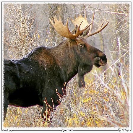 Awareness-Grand Teton Natl Pk, WY