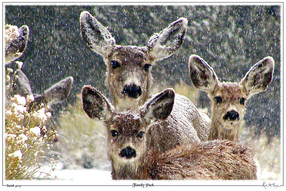 Family Pack-Mule Deer at Great Sand Dunes Natl Pk, CO