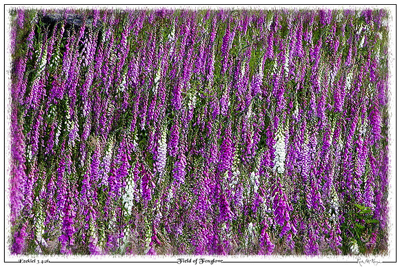 Field of Foxglove-North Bend, WA