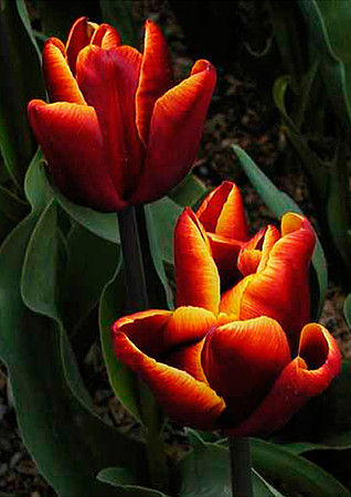 Skagit Tulip-Skagit Valley, WA