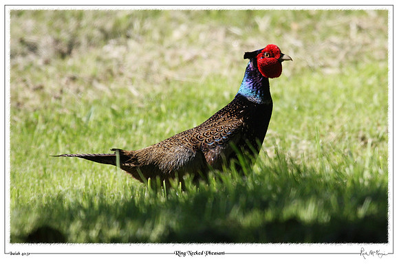 Ring Necked Pheasant-Chimacum, WA