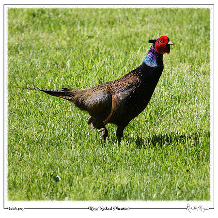 Ring Necked Pheasant-Chimacum, WA