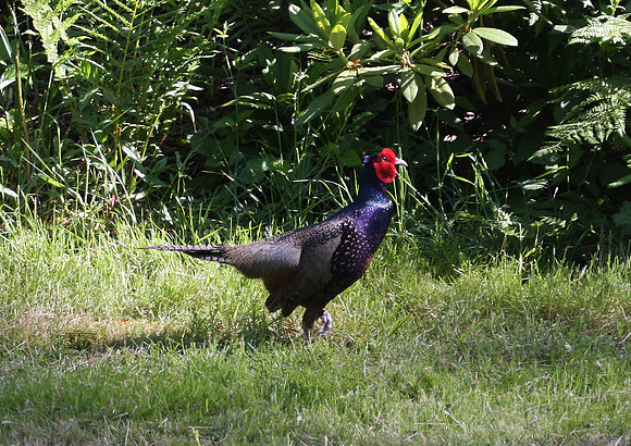Ring Necked Pheasant-Chimacum, WA