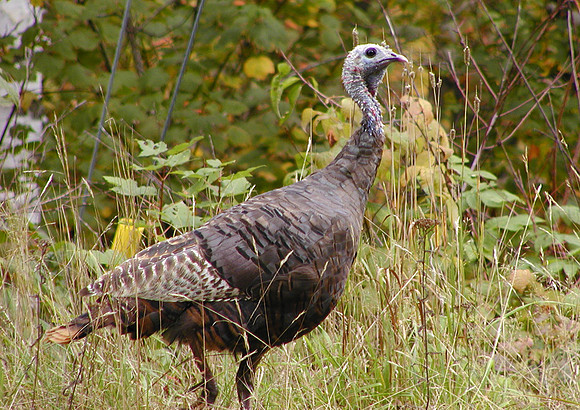 Wild Turkey-Littleton, NH