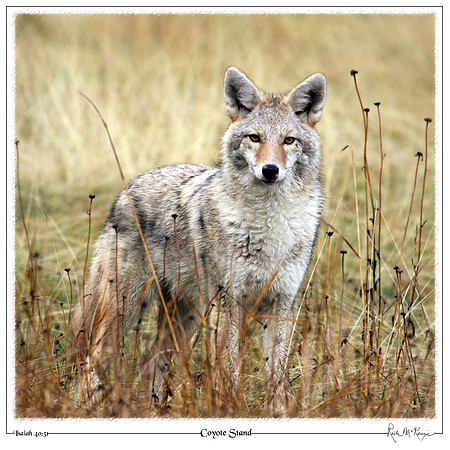 Coyote Stand-Banff, Alberta, CAN