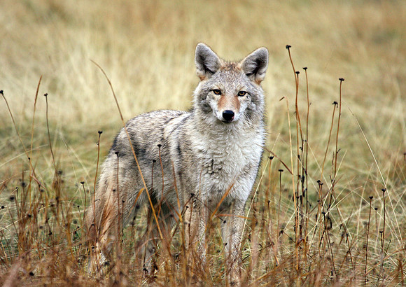 Coyote Stand-Banff, Alberta, CAN