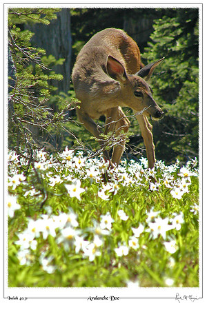 Avalanche Doe-Olympic Natl Pk, WA