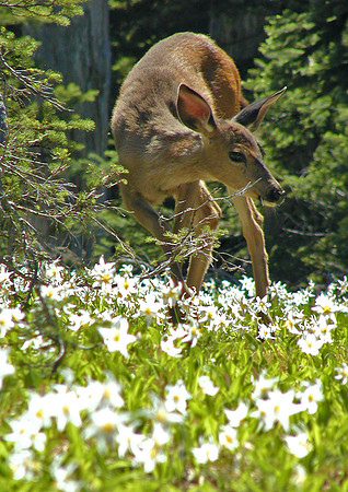 Avalanche Doe-Olympic Natl Pk, WA