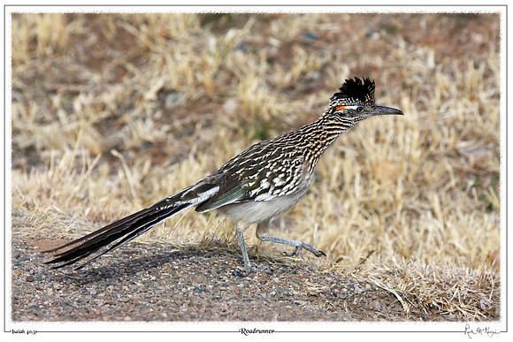 Roadrunner-Prescott Valley, AZ