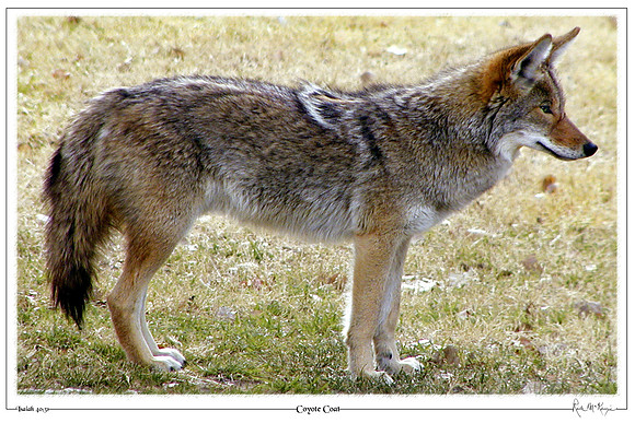 Coyote Coat-Death Valley Natl Pk, CA