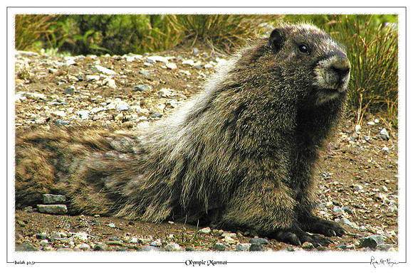 Olympic Marmot-Olympic Natl Pk, WA