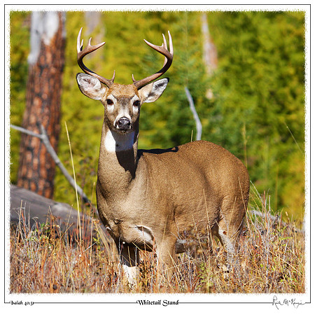 Whitetail Stand-Glacier Natl Pk, MT