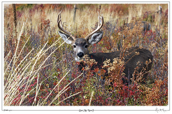 See Me Now-Natl Bison Range, MT