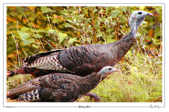 Turkey Trot-Littleton, NH