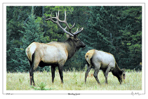 Herding Scent-Banff Natl Pk, Alberta, CAN