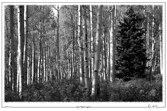 Sun Kissed Aspens-Rico, CO