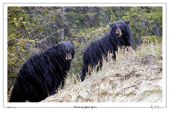 Wandering Black Bears-Kootenay Natl Pk, BC, CAN