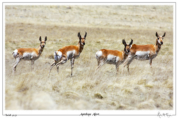 Antelope Alert-Vernon, AZ