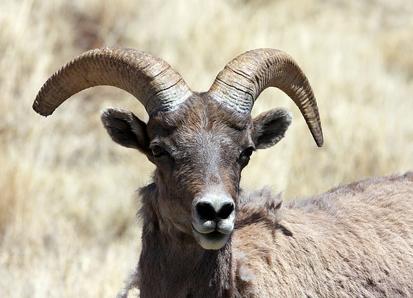 Desert Big Horn Sheep-Eager, AZ
