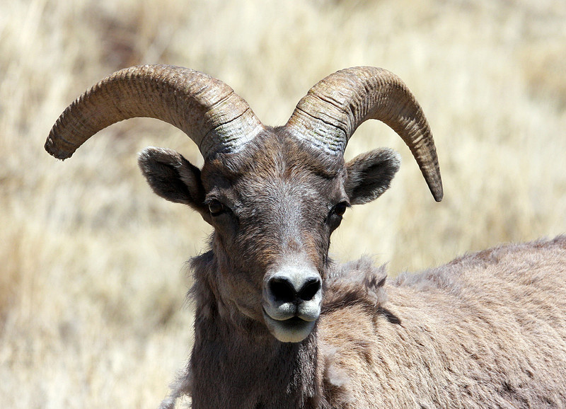 Desert Big Horn Sheep-Eager, AZ