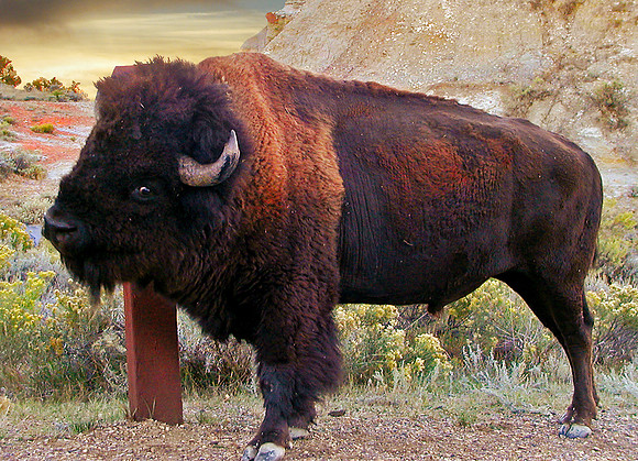 Scratching Post-Theodore Roosevelt Nat Pk, N Dakota
