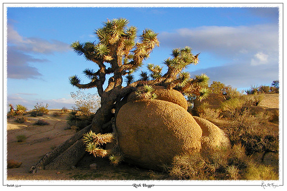 Rock Hugger-Joshua Tree National Park, CA