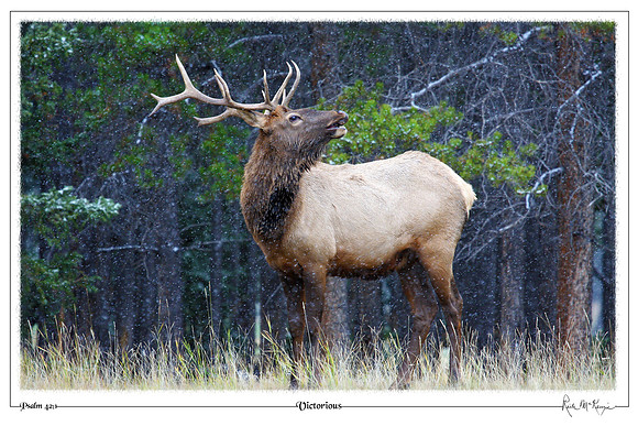 Victorious-Bull Elk, Banff National Park, Alberta, Canada
