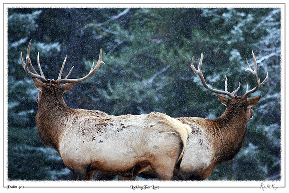 Looking For Love-Bull Elks, Banff National Park, Alberta, CAN