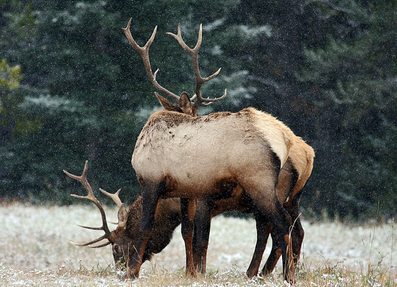 Trick-r-Treat-Bull Elks, Banff National Park, Alberta, CAN