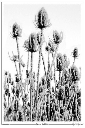 Frozen Bullthistles-Chimacum, WA