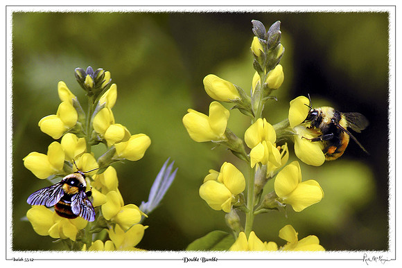 Double Bumble-Pine Flats, ID