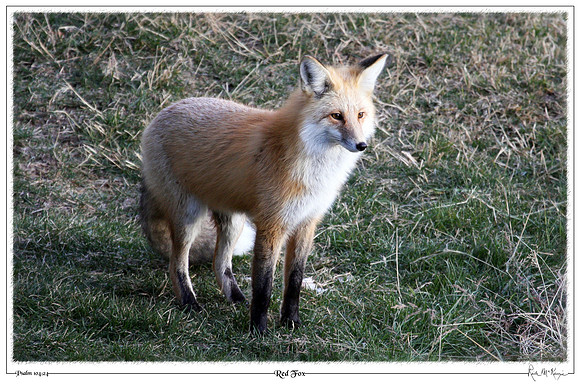 Red Fox-Big Sky, Montana